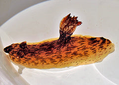 Jorunna rubesens