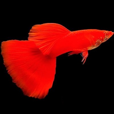 Guppy full red albino pairs ECO