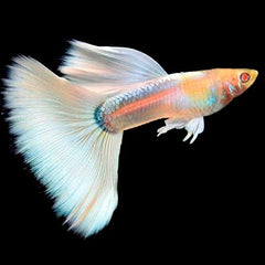 Guppy full platinum albino pairs ECO