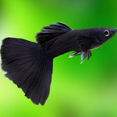Guppy full black M ECO
