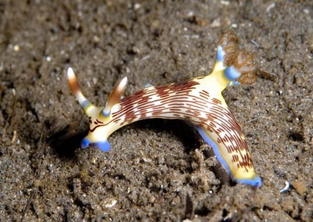 Nembrotha lineolata