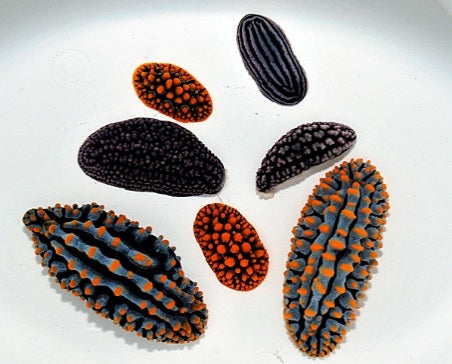 Phyllidiella spp.