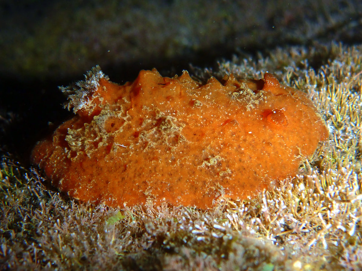 Sclerodoris rubicunda