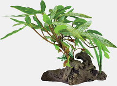 REPTO PLANT ON DECO THREE TIP LEAF