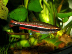 Nannobrycon unifasciatus Potloodvis M