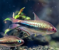 Nematobr.lacortei  Briljantkeizertetra M