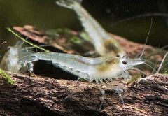 Neocaridina zhangjiajiensis white pearl
