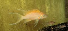 Neolamprologus pulcher daffodil 5-6 cm