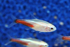 Parach.innesi   Neon tetra goud L