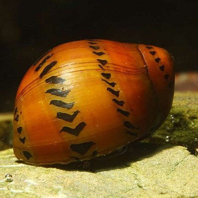 Neritina natalensis Tijgerslak