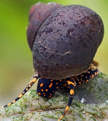 Notopala sp.orange spotted snail