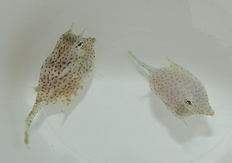 Acanthostracion quadricornis