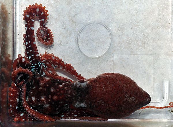 Callistoctopus macropus