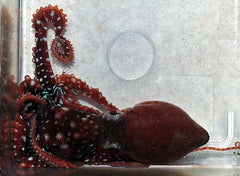 Callistoctopus macropus