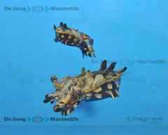 Metasepia pfefferi (Pair)