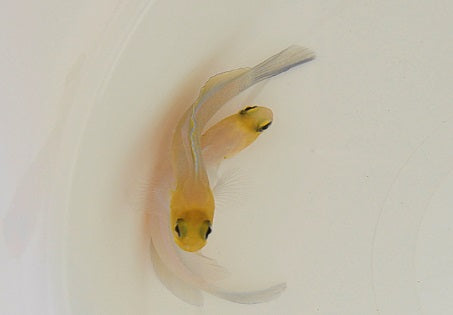 Opistognathus aurifrons