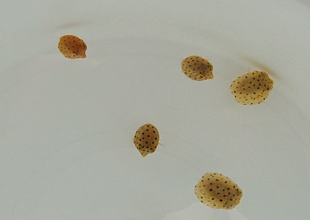 Ostracion cubicus