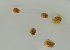 Ostracion cubicus
