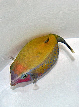 Ostracion cyanurus (Female)