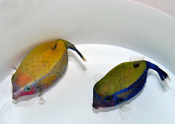 Ostracion cyanurus (Pair)