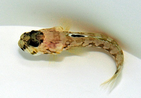 Opistognathus dendriticus