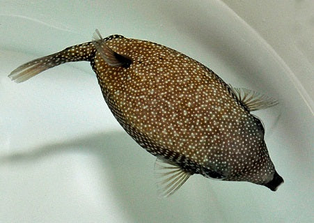 Ostracion meleagris (female)