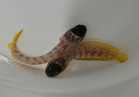Opistognathus randalli