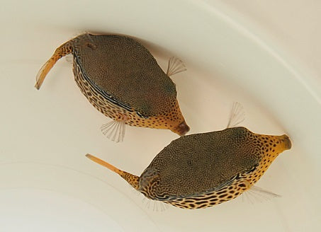 Ostracion solorensis (female)