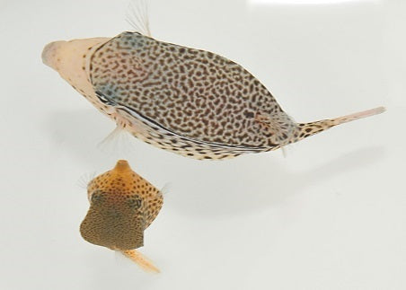 Ostracion solorensis (pair)