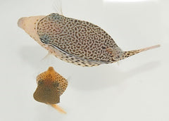 Ostracion solorensis (pair)