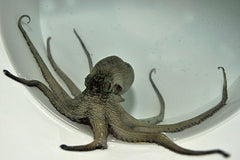 Octopus vulgaris
