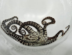 Thaumoctopus mimicus