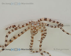 Wunderpus photogenicus