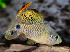 Oreichthys crenuchoides M