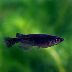 Oryzias latipes black L