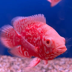 Astr.ocellatus Chili red nemo 8-10 cm