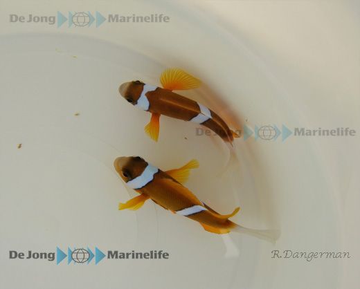 Amphiprion akindynos (Australia) (pair)