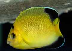 Apolemichthys armitagei