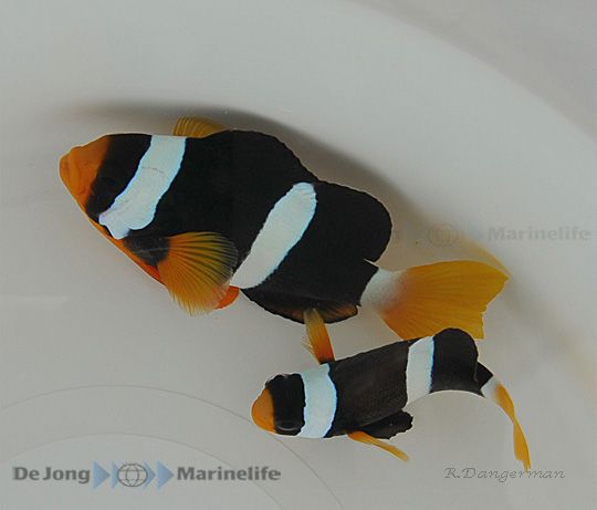 Amphiprion clarkii