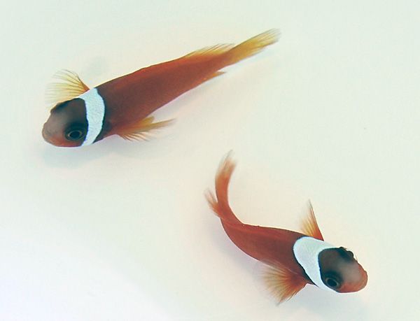 Amphiprion frenatus (pair)