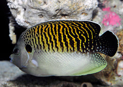 Apolemichthys kingi