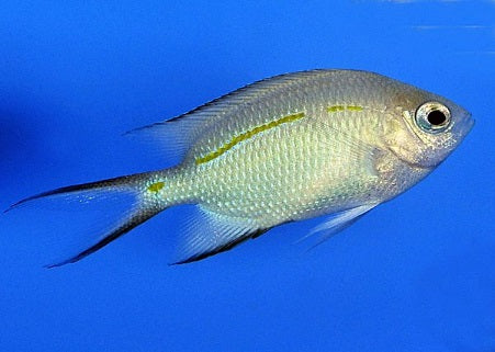 Acanthochromis polyacanthus