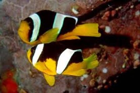 Amphiprion sebae (pair)