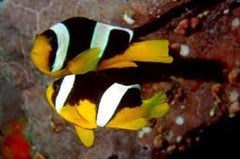 Amphiprion sebae (pair)