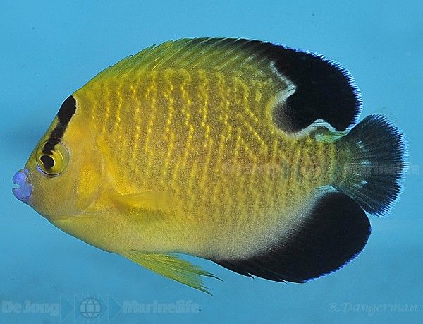 Apolemichthys xanthopunctatus