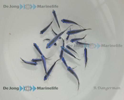 Chromis cyanea