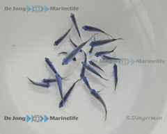 Chromis cyanea