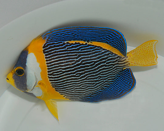 Chaetodontoplus duboulayi (male)