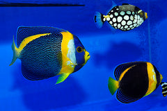 Chaetodontoplus duboulayi (pair)