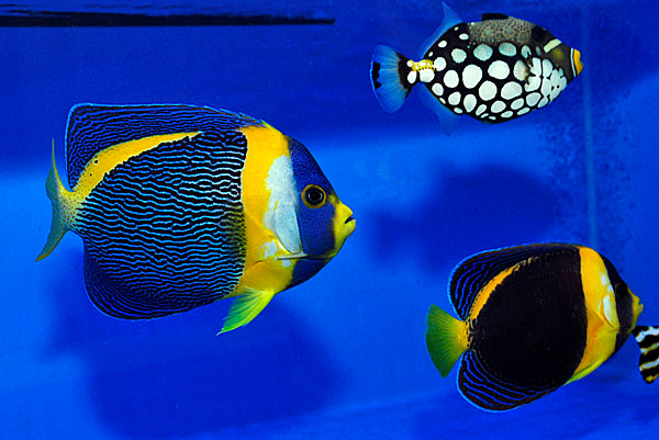Chaetodontoplus duboulayi (pair)